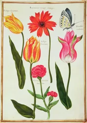 Tulipes, Anémone, Lychnis et un papillon